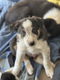 Bordercollie pups - 5 - Thumbnail