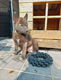 Wolfhond pups - 0 - Thumbnail