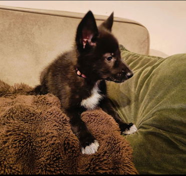 Wolfhond pups - 1