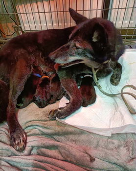 Wolfhond pups - 2