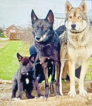 Wolfhond pups - 5