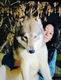 Wolfhond pups - 6 - Thumbnail