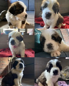 13 Prachtige Sint Bernard Pups 🐶🤩🐶🥰🐶