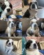 13 Prachtige Sint Bernard Pups 🐶🤩🐶🥰🐶 - 1 - Thumbnail