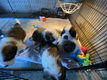 13 Prachtige Sint Bernard Pups 🐶🤩🐶🥰🐶 - 2 - Thumbnail