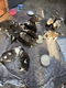 13 Prachtige Sint Bernard Pups 🐶🤩🐶🥰🐶 - 3 - Thumbnail