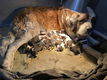 13 Prachtige Sint Bernard Pups 🐶🤩🐶🥰🐶 - 4 - Thumbnail