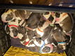 13 Prachtige Sint Bernard Pups 🐶🤩🐶🥰🐶 - 5 - Thumbnail