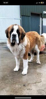 13 Prachtige Sint Bernard Pups 🐶🤩🐶🥰🐶 - 7