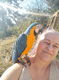 Ara ararauna blue female - 0 - Thumbnail