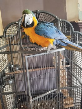 Ara ararauna blue female - 3