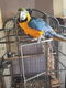 Ara ararauna blue female - 3 - Thumbnail