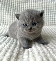 Ik wil graag een kitten aan een gezin geven.
