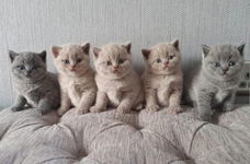 Ik wil graag een kitten aan een gezin geven.