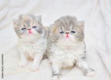 Ik wil graag een kitten aan een gezin geven.