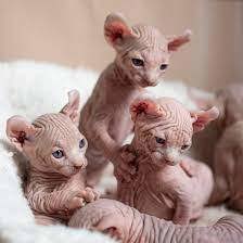 Ik wil graag een kitten aan een gezin geven.