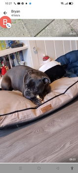 Retro mops - 3