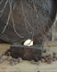 12378 H Oude houten spicebox - 0 - Thumbnail