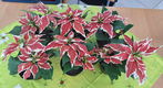 Te koop 11 kunst Kerststerren en kunst Amaryllis van Ikea. - 1 - Thumbnail