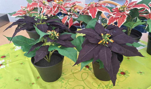 Te koop 11 kunst Kerststerren en kunst Amaryllis van Ikea. - 3