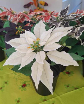 Te koop 11 kunst Kerststerren en kunst Amaryllis van Ikea. - 7