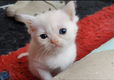 Ragdoll kittens - 0 - Thumbnail