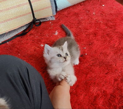Ragdoll kittens - 1