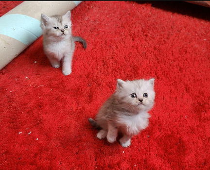 Ragdoll kittens - 3