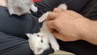 Ragdoll kittens - 4 - Thumbnail