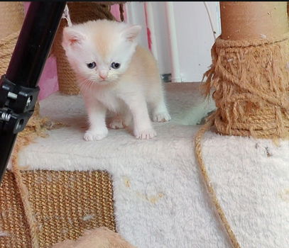Ragdoll kittens - 5