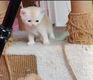 Ragdoll kittens - 5 - Thumbnail