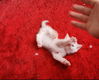 Ragdoll kittens - 7 - Thumbnail