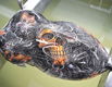 Een unieke motor? Hydrographics! - 4 - Thumbnail