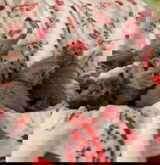 Golden Brits Korthaar nest