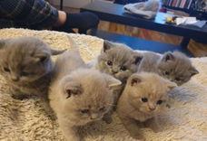 Prachtige BKH-kittens weggeven