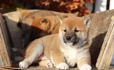 Shiba inu puppy om weg te gevenccvcvv
