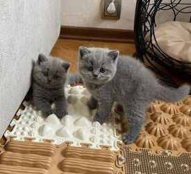 Brits Korthaar kittens nu beschikbaar - 0