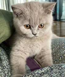 Schattige Britse Korthaar Kittens voor Herplaatsing - 0