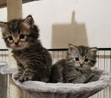Maine Coon kittens beschikbaar voor een fijn thuis.