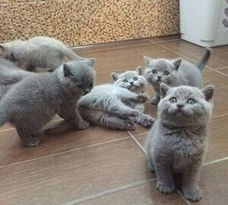 Britse Korthaar kittens beschikbaar