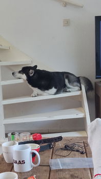 Husky 2.5 jaar reu - 2
