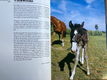 Paardenafrichting - Janine Verschure - 2 - Thumbnail