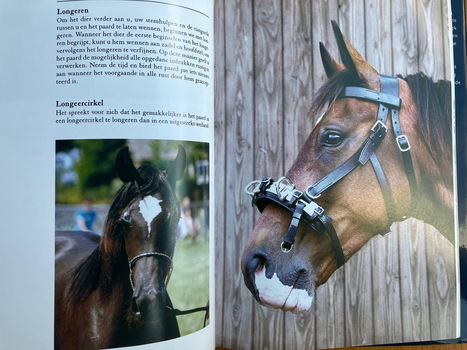 Paardenafrichting - Janine Verschure - 4