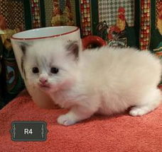 Ragdollkittens met een goed karakter beschikbaar