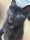 Kittens te koop - 0 - Thumbnail