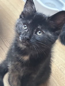 Kittens te koop