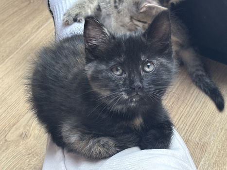 Kittens te koop - 1