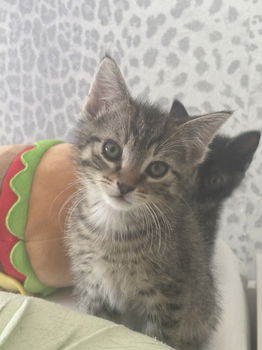 Kittens te koop - 2