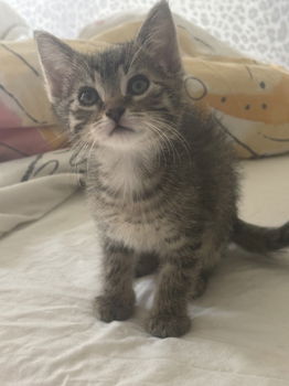 Kittens te koop - 3