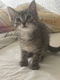 Kittens te koop - 3 - Thumbnail